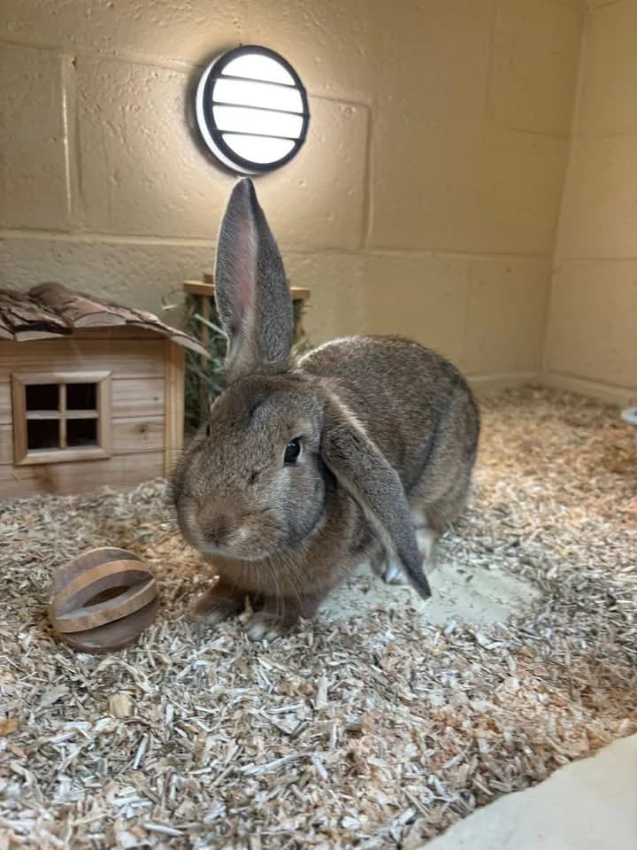 Adèle, female mixed breed for adoption at SRPA Veeweyde Brussels, Brussels