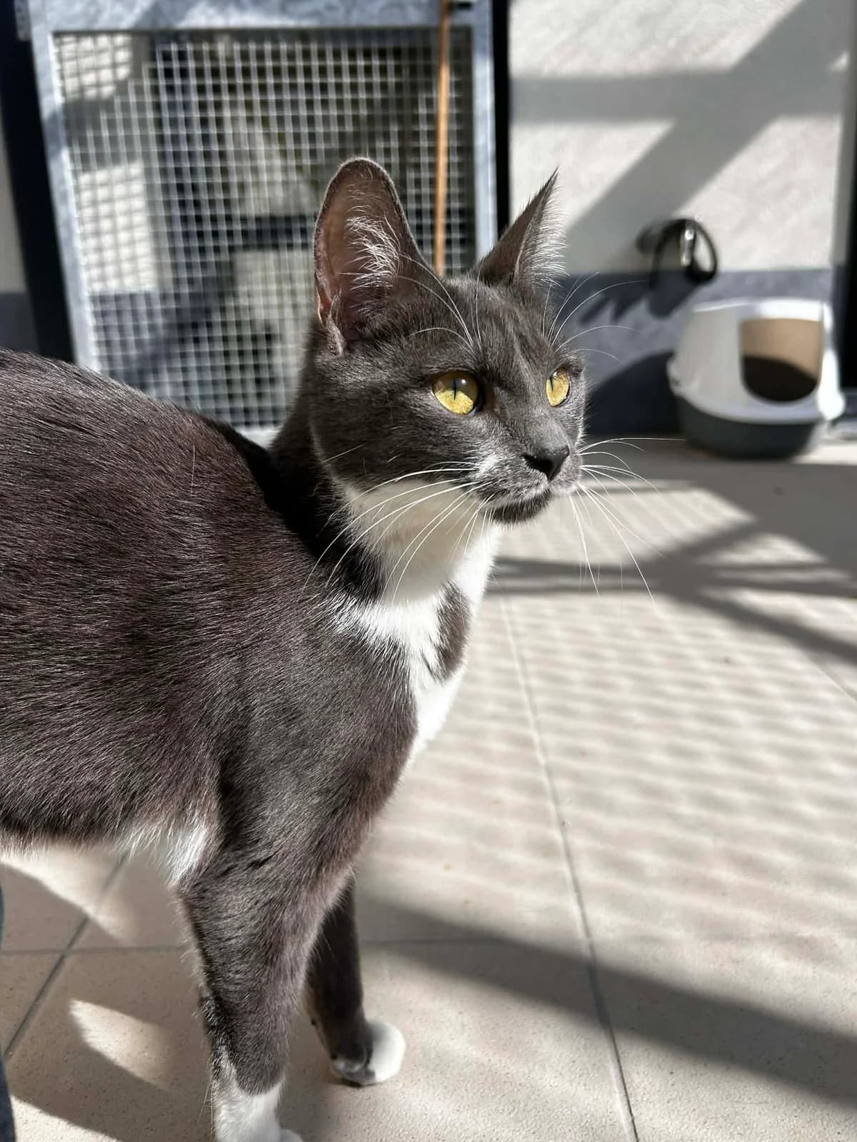 Molly, female senior European Shorthair for adoption at SRPA Veeweyde Brussels, Brussels