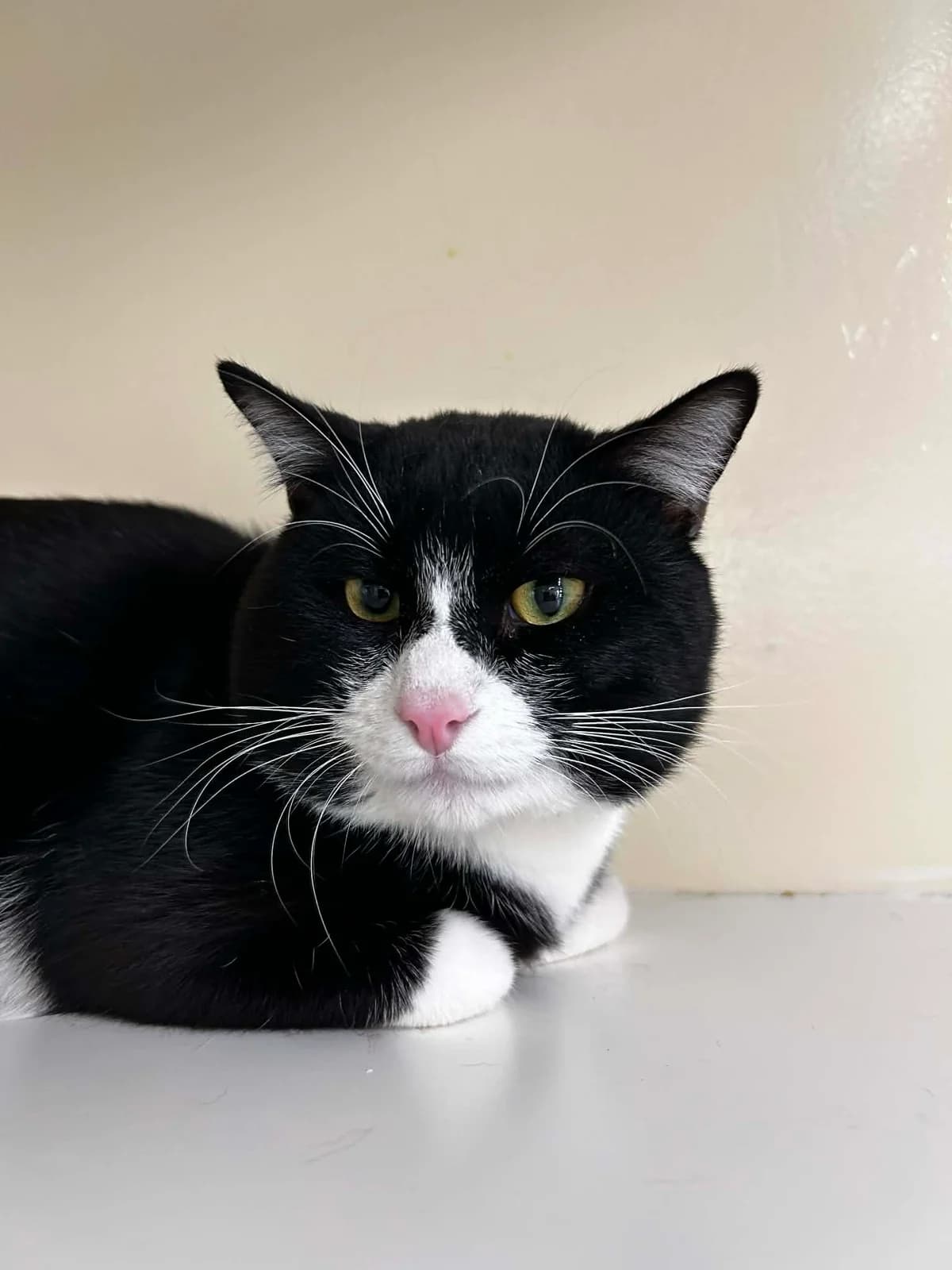 Zorro, male young European Shorthair for adoption at SRPA Veeweyde Brussels, Brussels