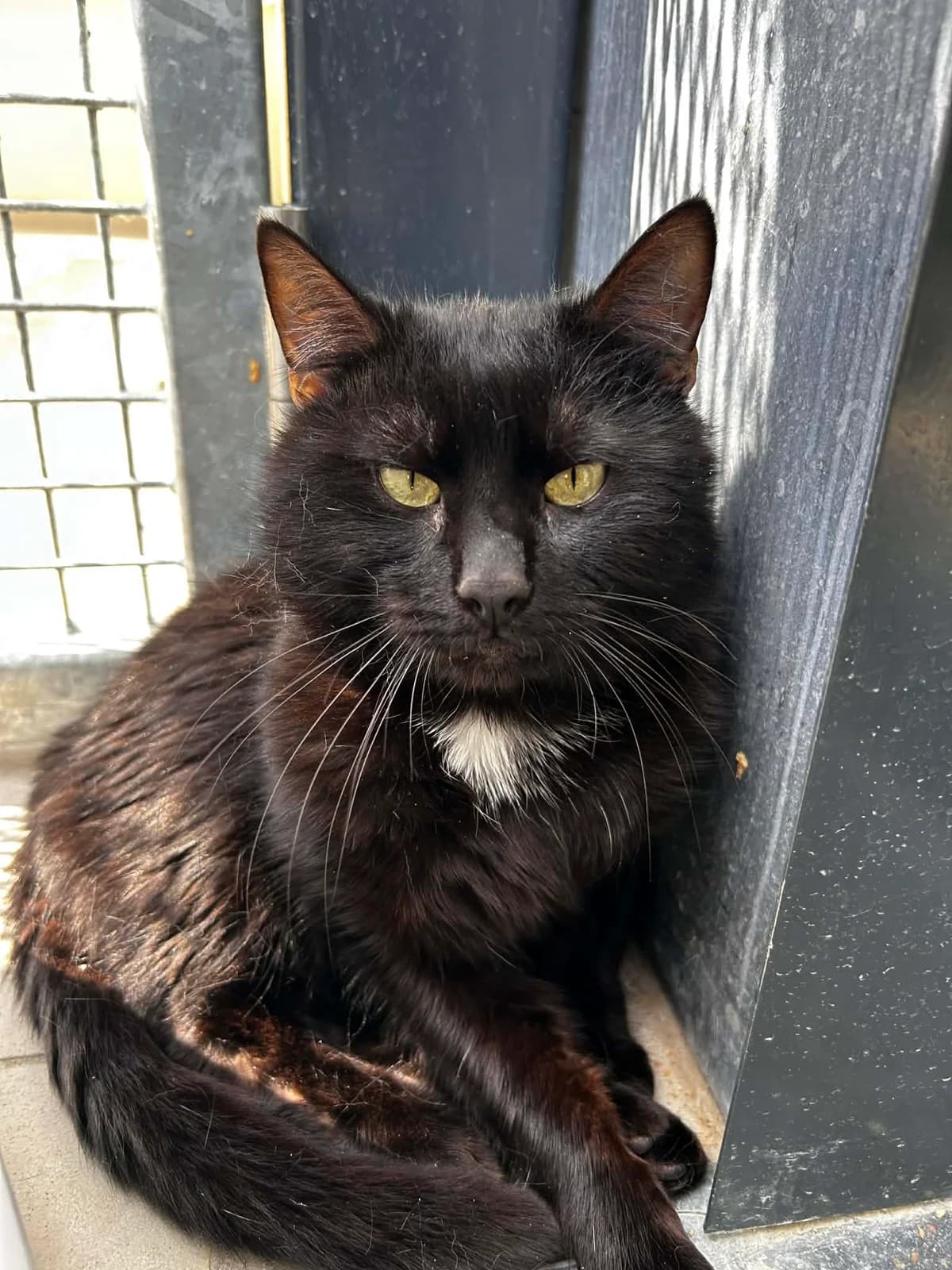 Black, male young European Shorthair for adoption at SRPA Veeweyde Brussels, Brussels