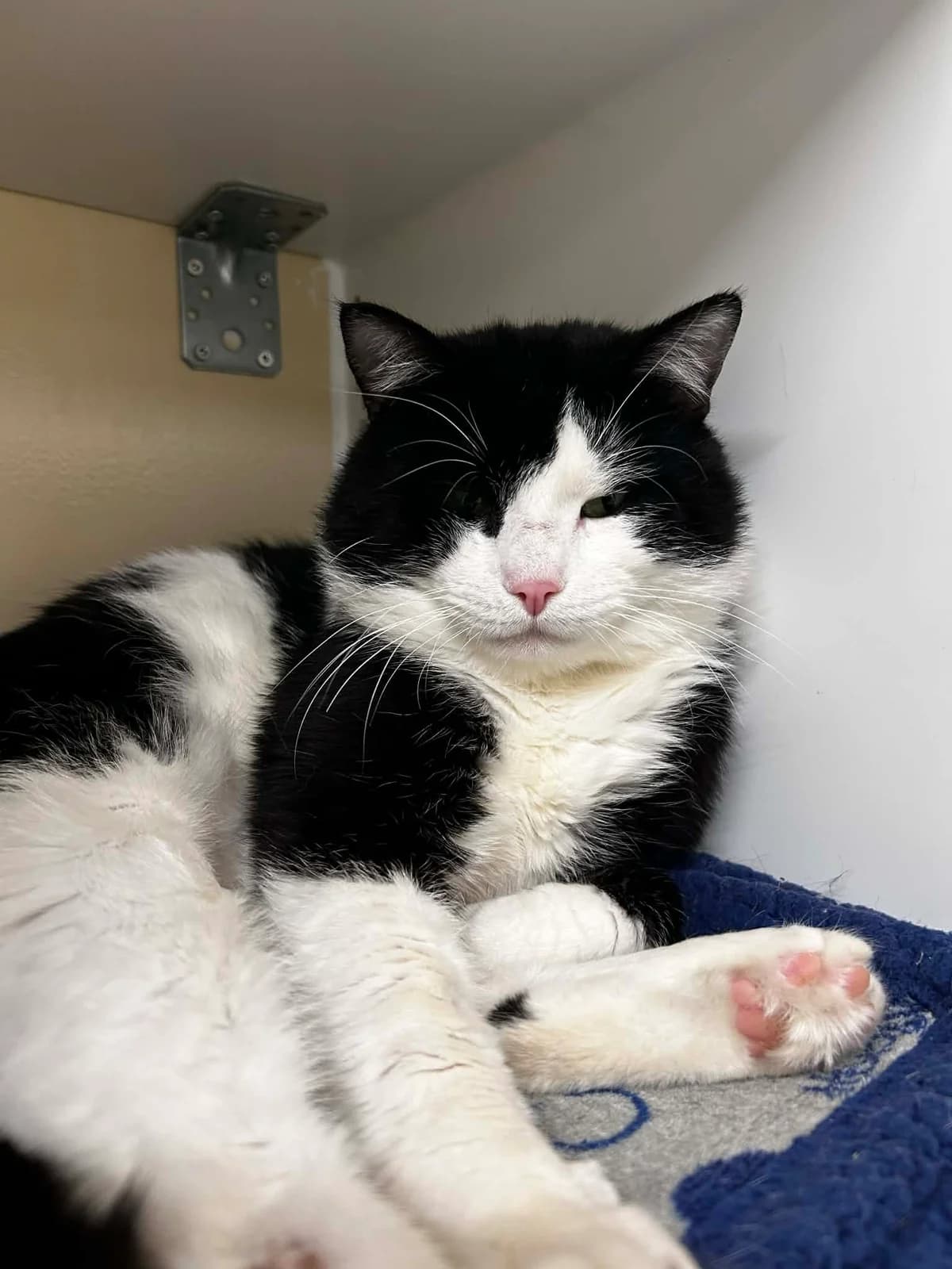 Dobby, male 5yo European Shorthair for adoption at SRPA Veeweyde Brussels, Brussels