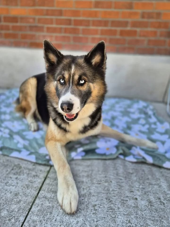 Maika, male 6yo Husky for adoption at SRPA Veeweyde Brussels, Brussels