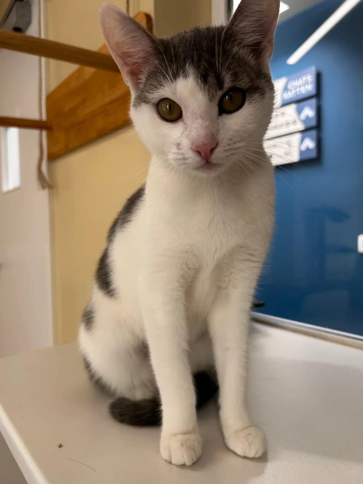 Vicky, female senior European Shorthair for adoption at SRPA Veeweyde Brussels, Brussels