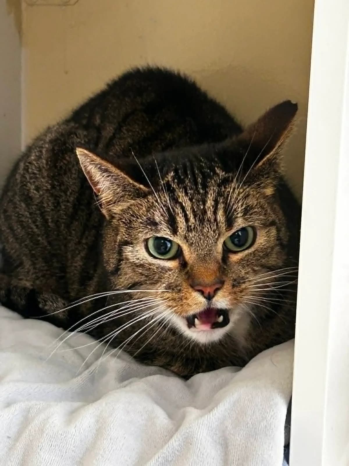 Capucine, female senior European Shorthair for adoption at SRPA Veeweyde Brussels, Brussels