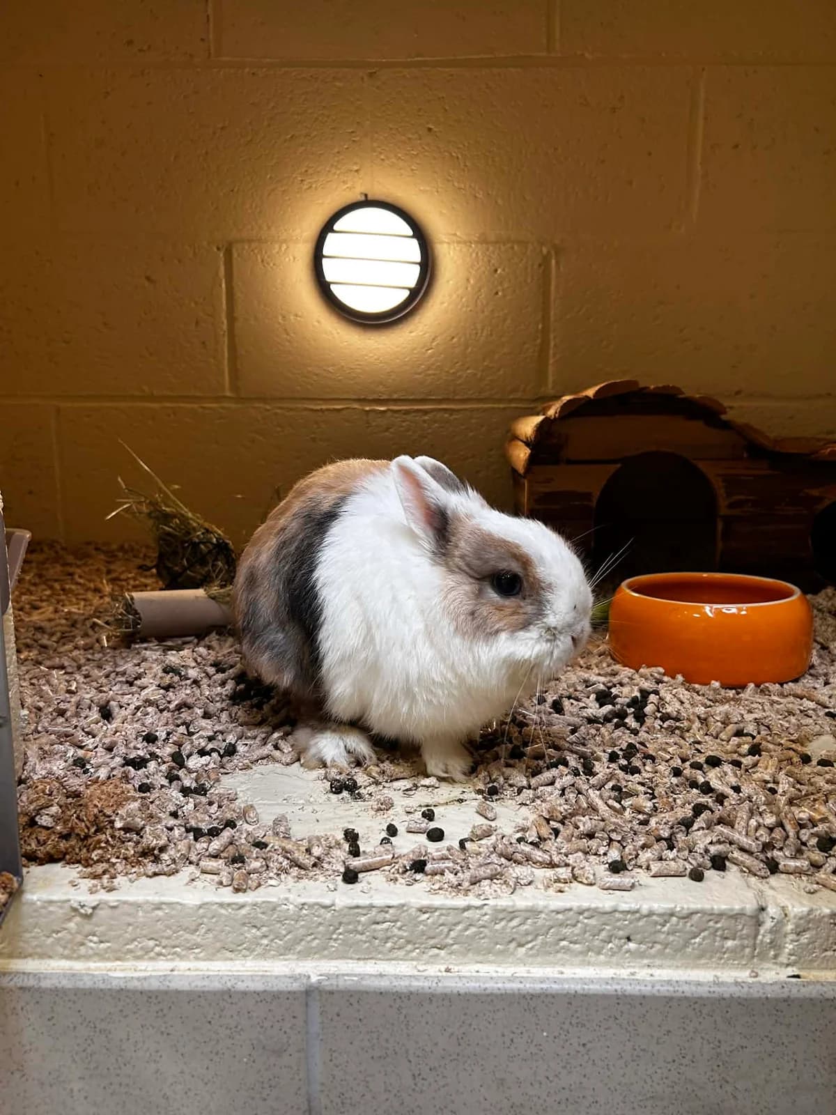 Noisette, female mixed breed for adoption at SRPA Veeweyde Brussels, Brussels