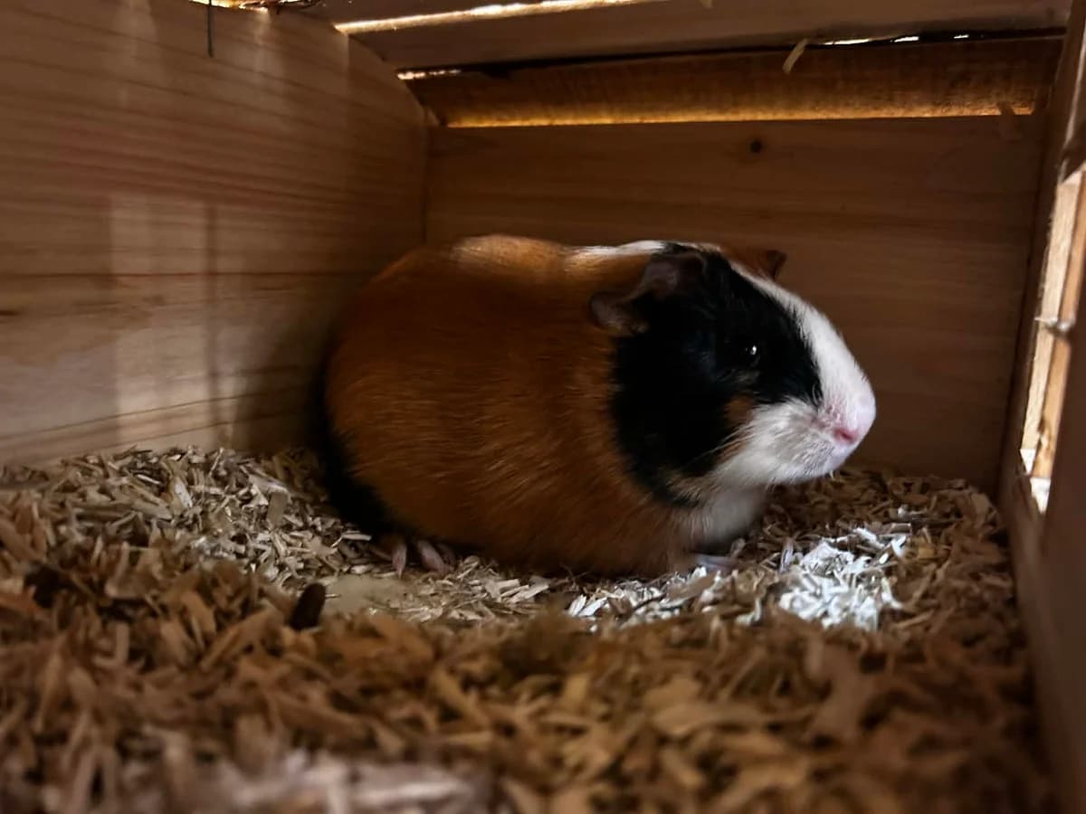 Poco, male puppy mixed breed for adoption at SRPA Veeweyde Brussels, Brussels