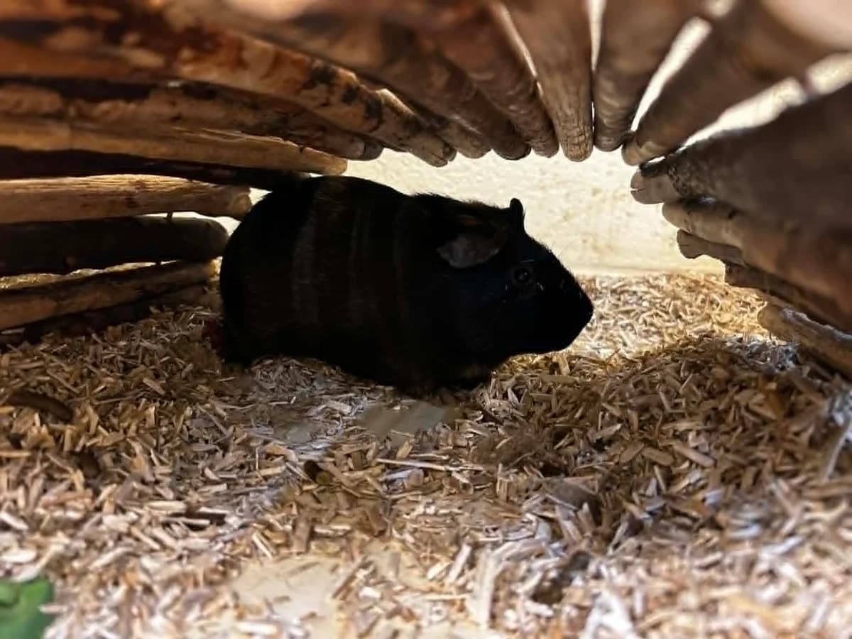 Loco, male puppy mixed breed for adoption at SRPA Veeweyde Brussels, Brussels