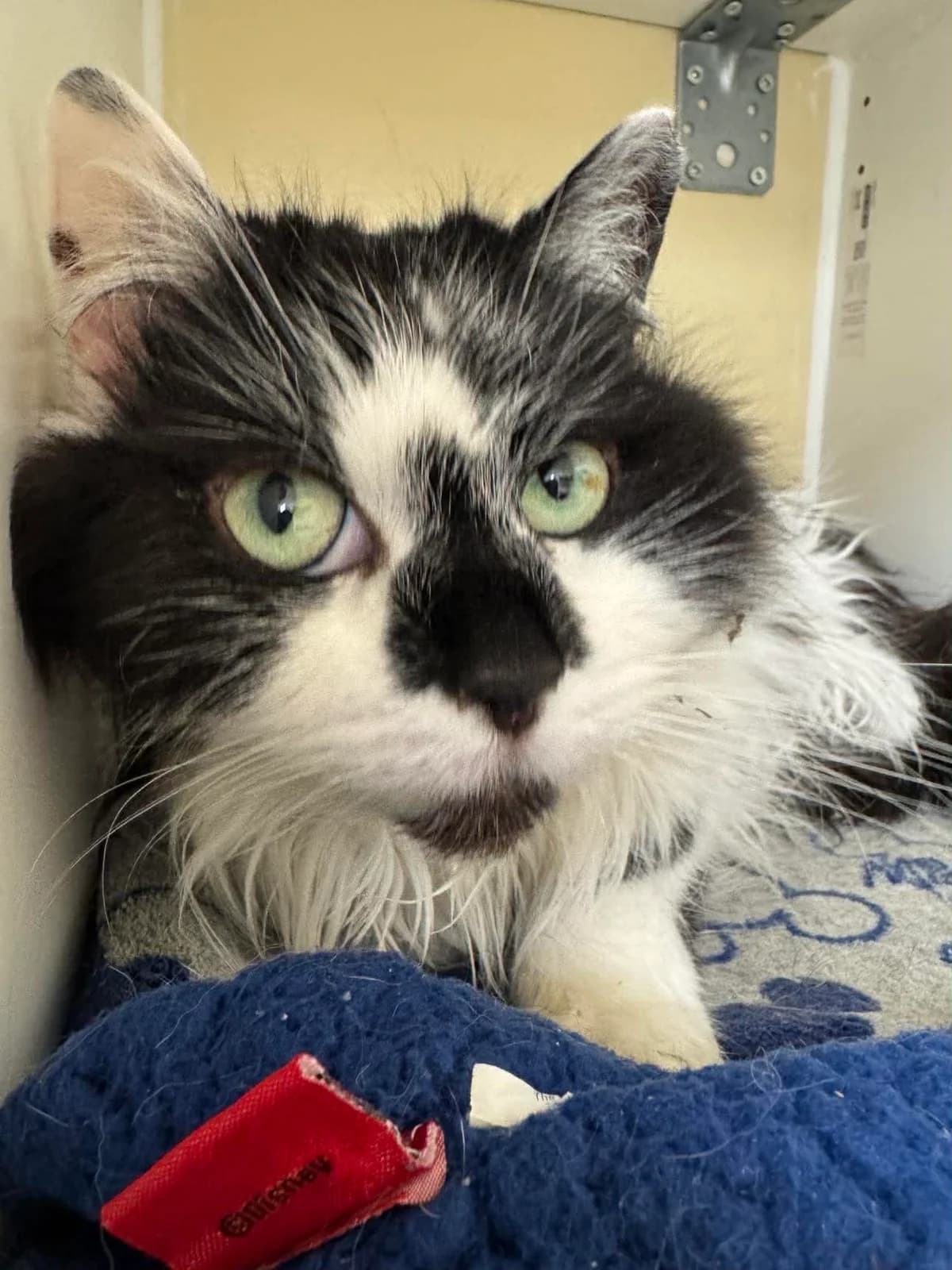 Bidule, female senior European Shorthair for adoption at SRPA Veeweyde Brussels, Brussels