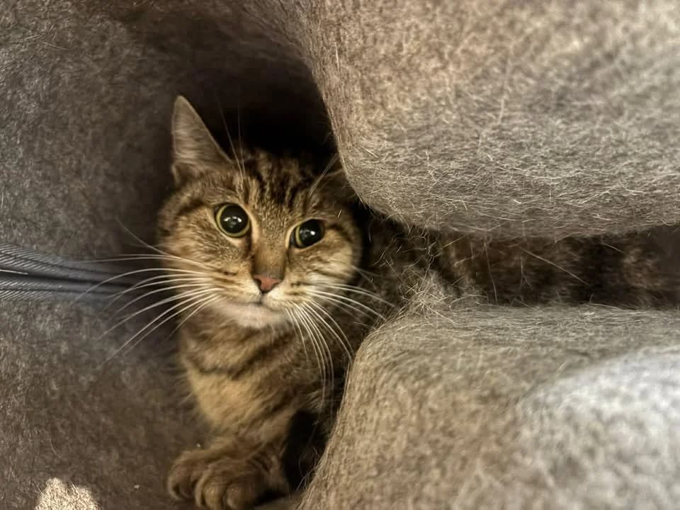 Brune, female young European Shorthair for adoption at SRPA Veeweyde Brussels, Brussels
