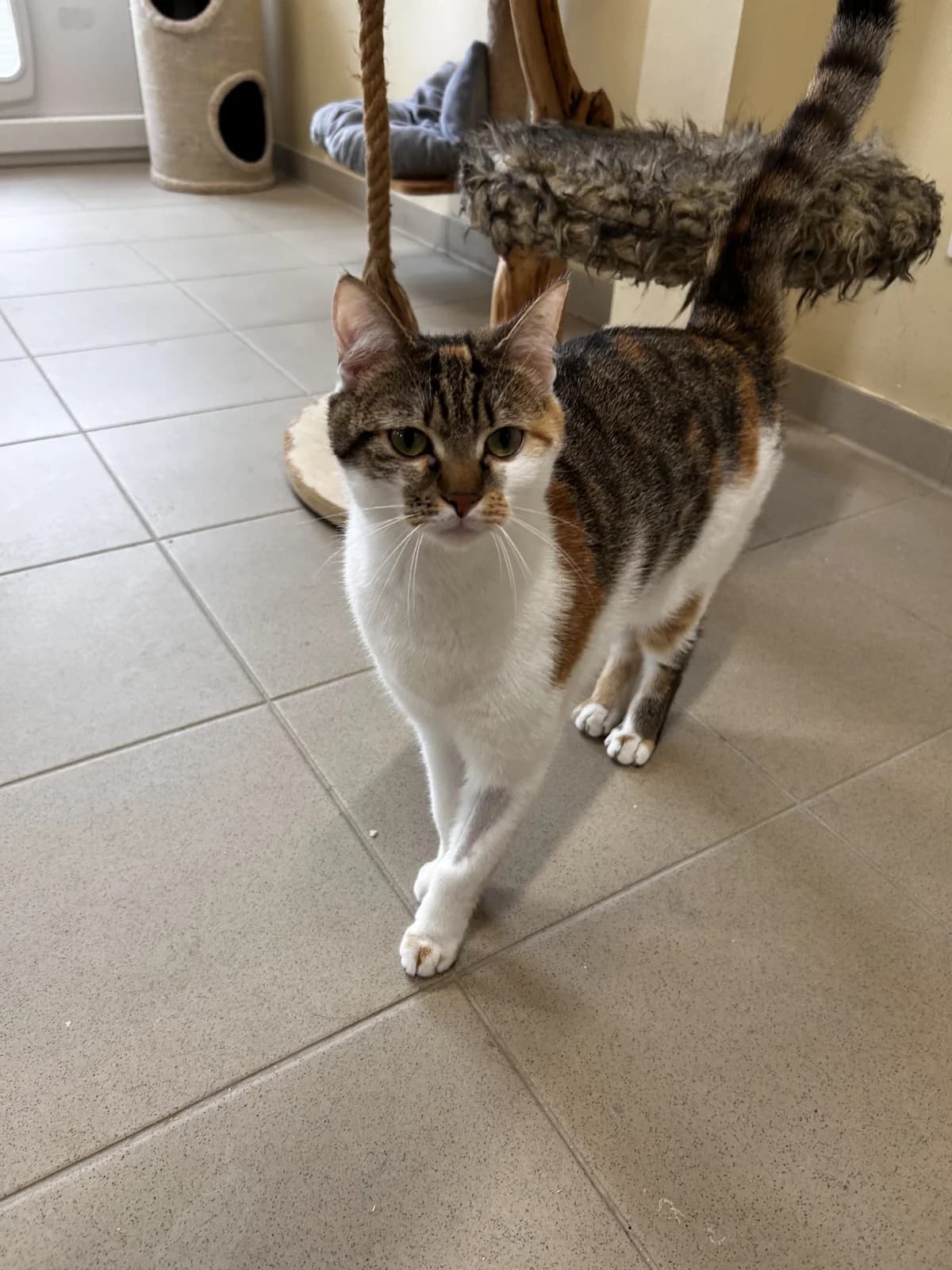 Mayline, female young European Shorthair for adoption at SRPA Veeweyde Brussels, Brussels