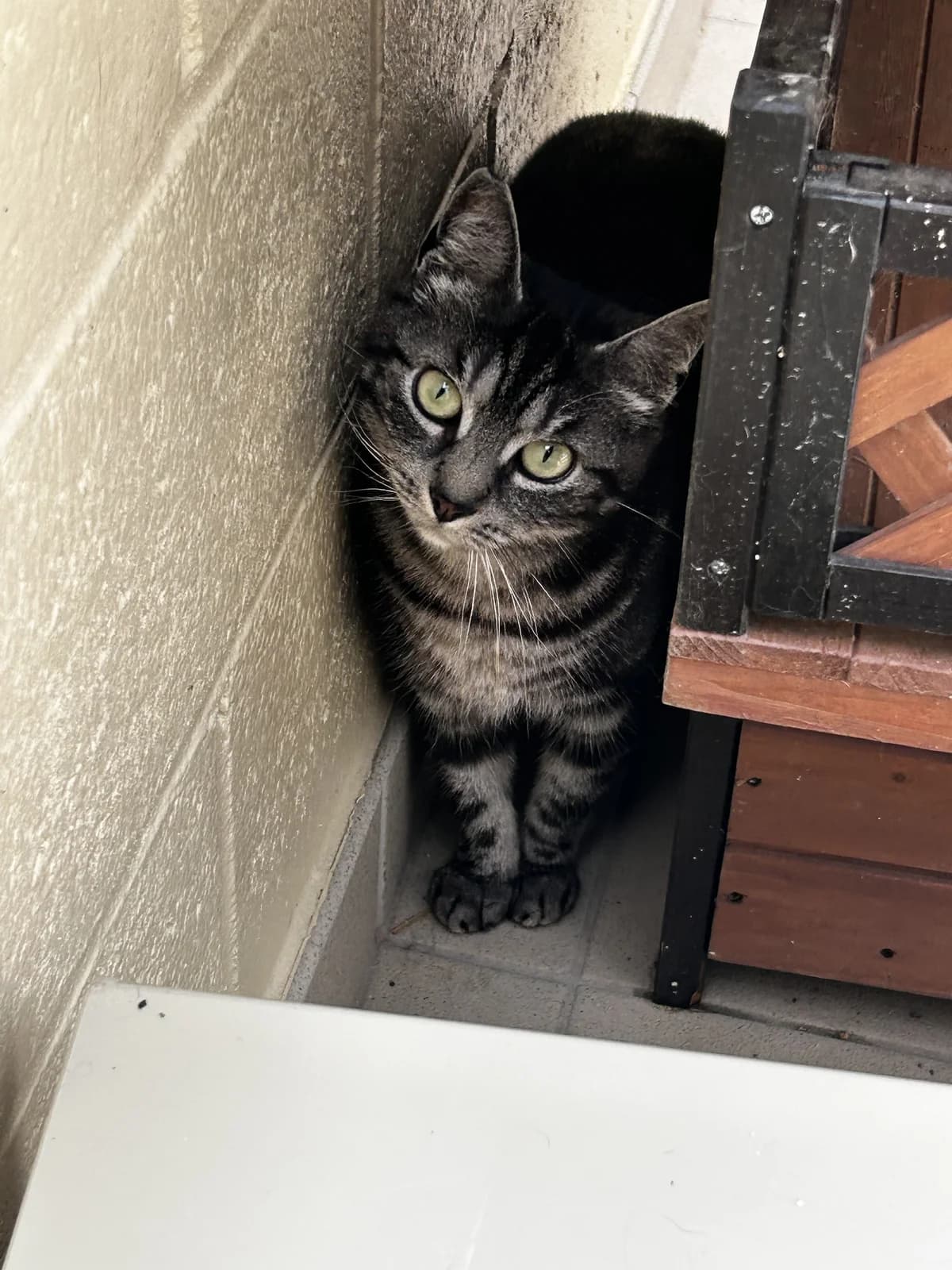 Lola, female young European Shorthair for adoption at SRPA Veeweyde Brussels, Brussels