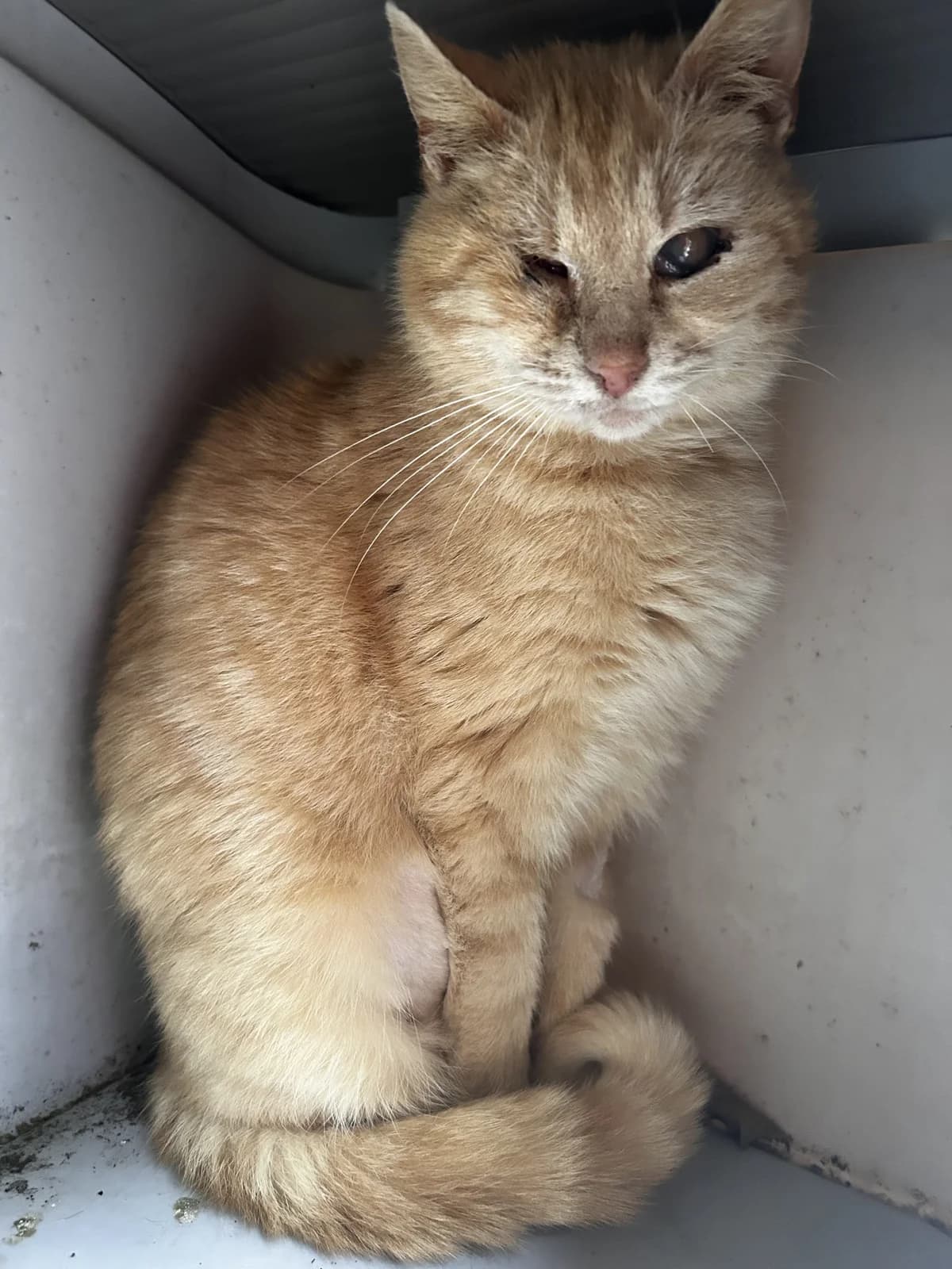 Margot, female senior European Shorthair for adoption at SRPA Veeweyde Brussels, Brussels