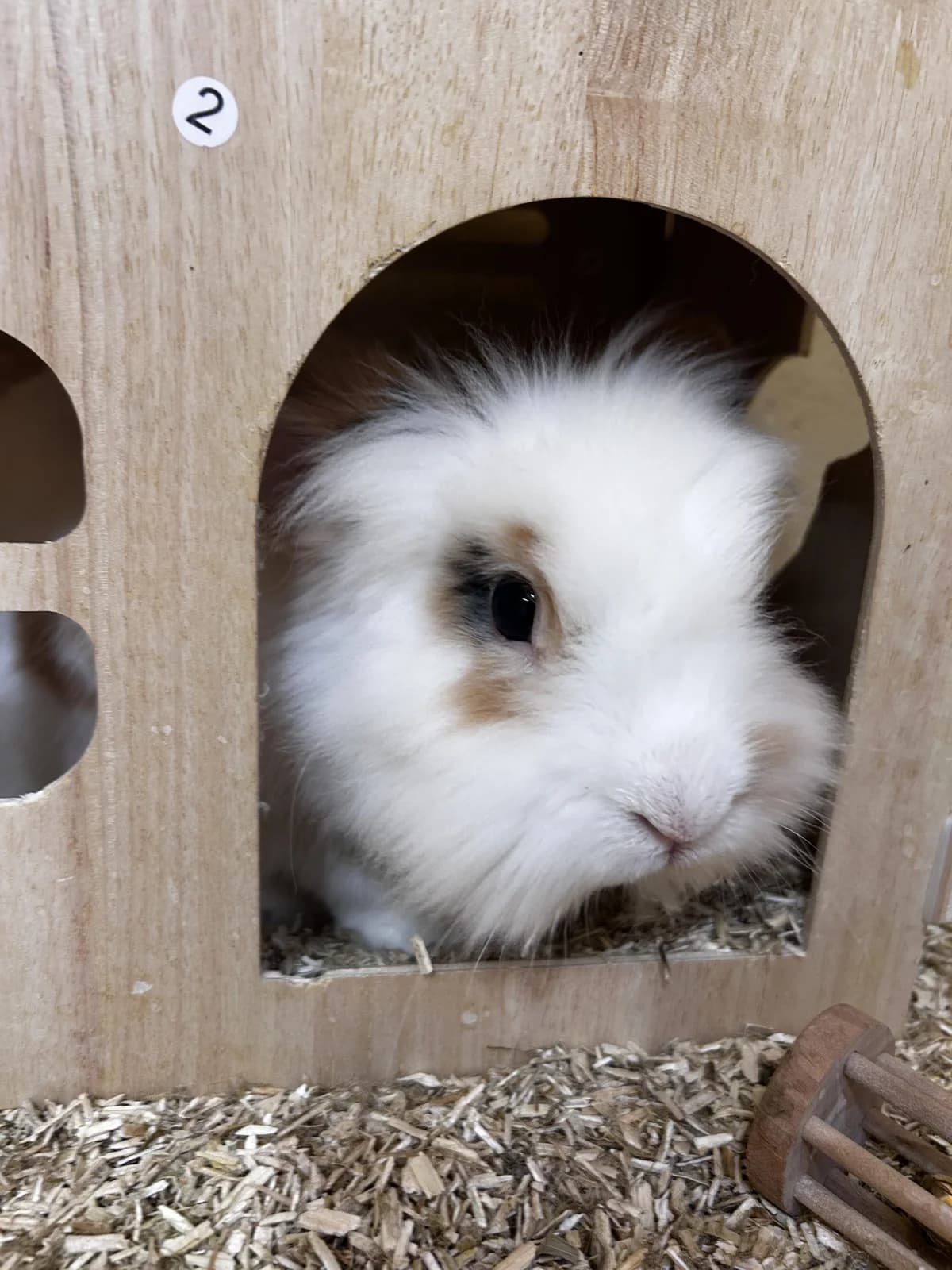 Ludwig, male 3yo mixed breed for adoption at SRPA Veeweyde Brussels, Brussels