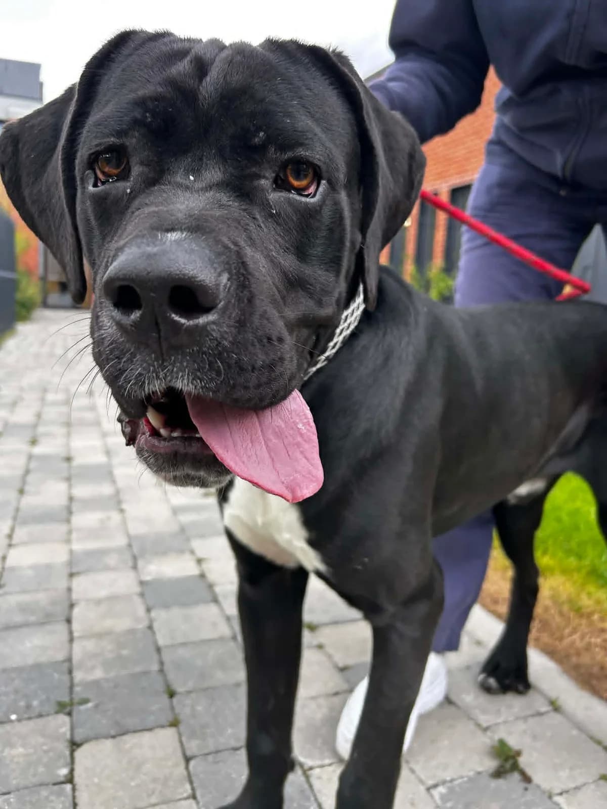 Arnaud, male young Cane Corso for adoption at SRPA Veeweyde Brussels, Brussels