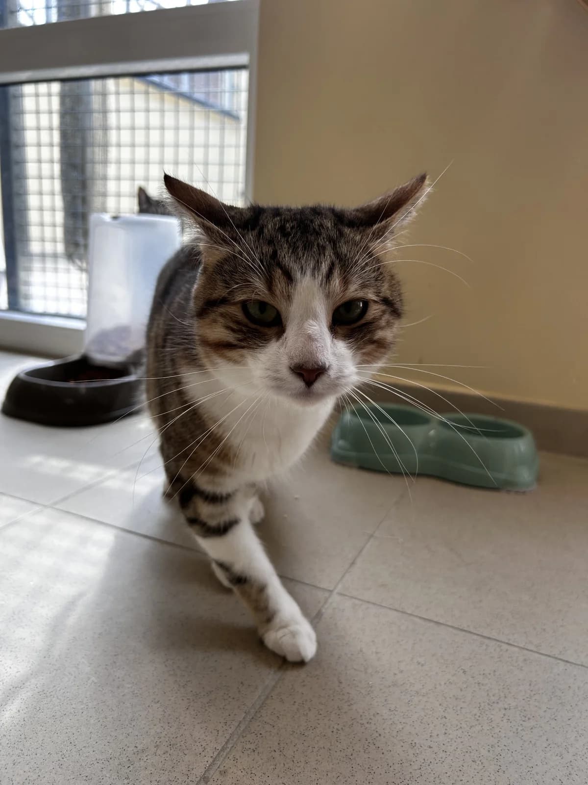 Poupous, male young European Shorthair for adoption at SRPA Veeweyde Brussels, Brussels
