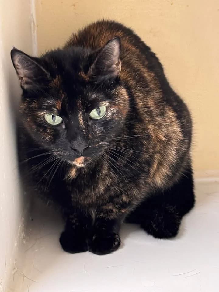 Kora, female senior European Shorthair for adoption at SRPA Veeweyde Brussels, Brussels