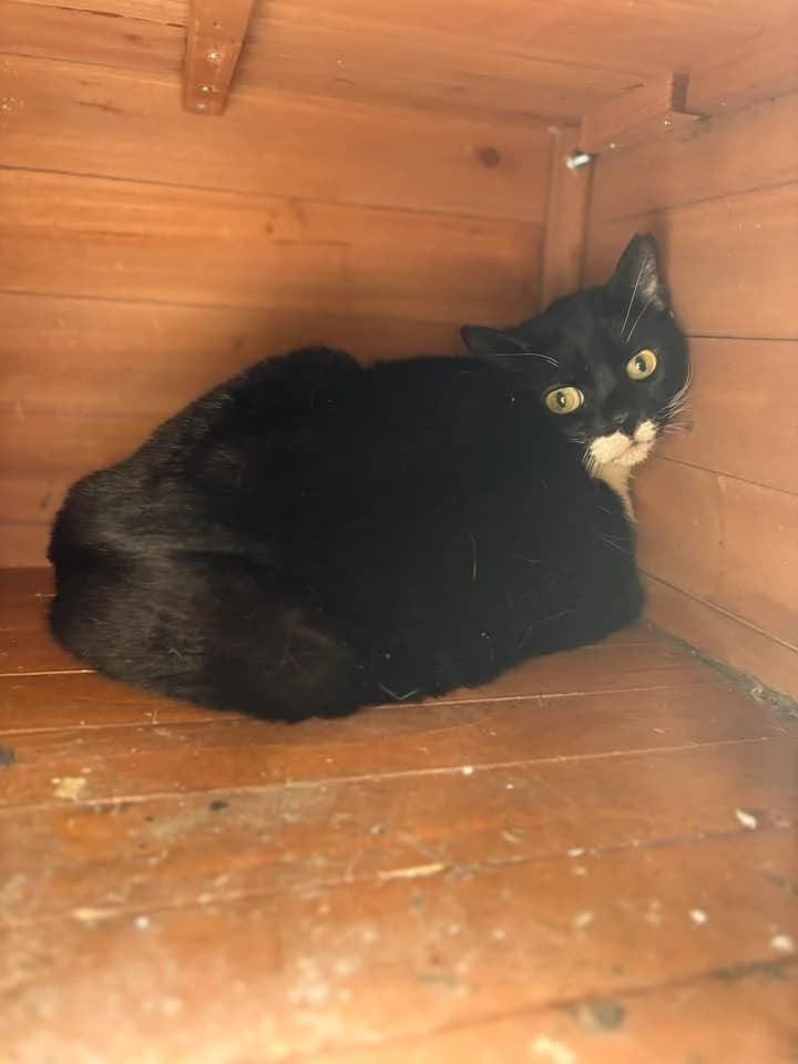Minie, female senior European Shorthair for adoption at SRPA Veeweyde Brussels, Brussels