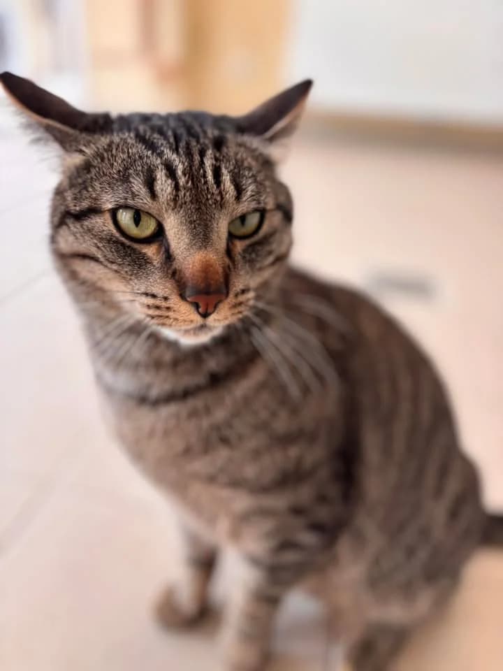 Kilo, male 3yo European Shorthair for adoption at SRPA Veeweyde Brussels, Brussels