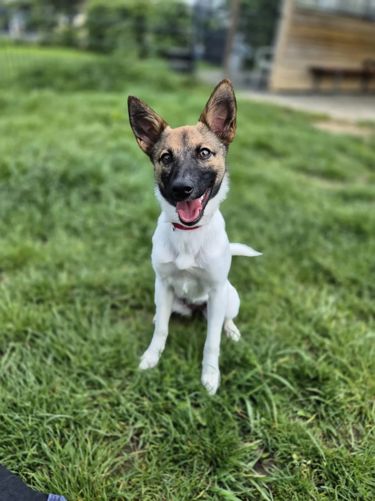 Zura, female 3yo mixed breed for adoption at SRPA Veeweyde Brussels, Brussels
