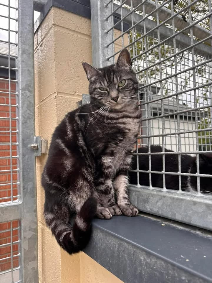 Lola, female senior European Shorthair for adoption at SRPA Veeweyde Brussels, Brussels