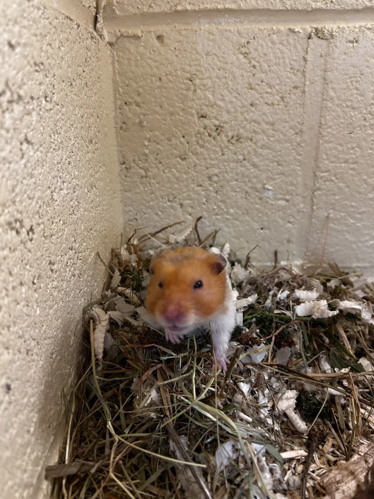Wally,  (SRPA Veeweyde Brussels)