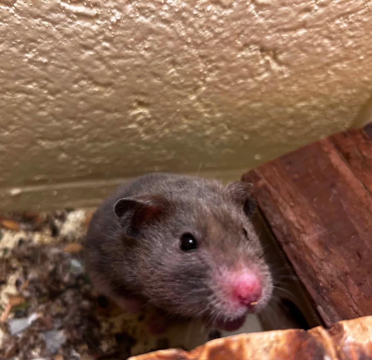 Lola,  (SRPA Veeweyde Brussels)