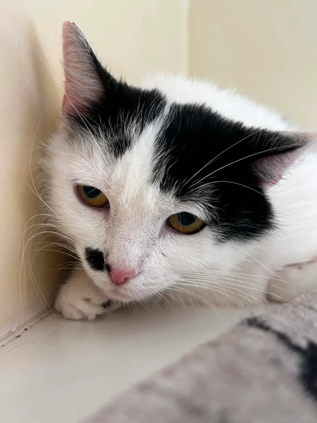 Leyla, female senior European Shorthair for adoption at SRPA Veeweyde Brussels, Brussels