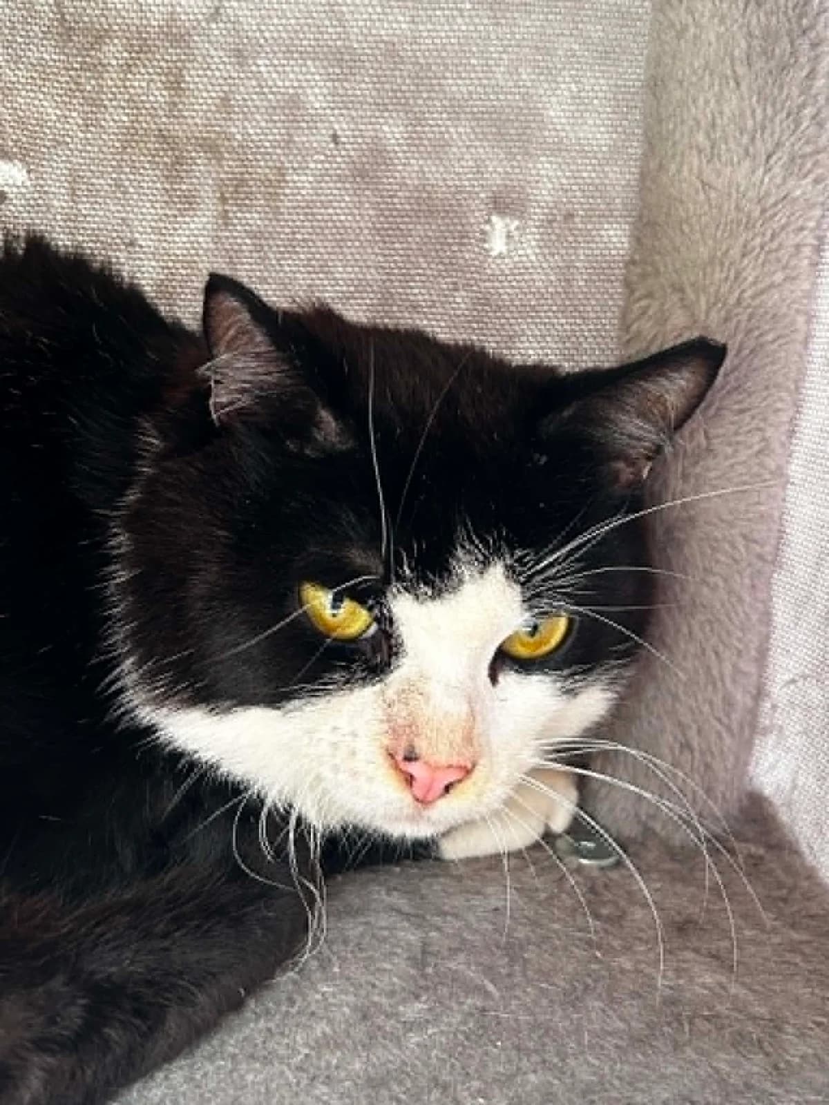Micro, male 6yo European Shorthair for adoption at SRPA Veeweyde Brussels, Brussels