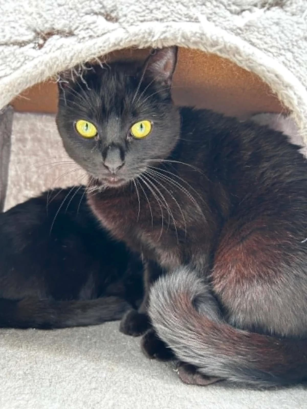 Oye, female senior European Shorthair for adoption at SRPA Veeweyde Brussels, Brussels