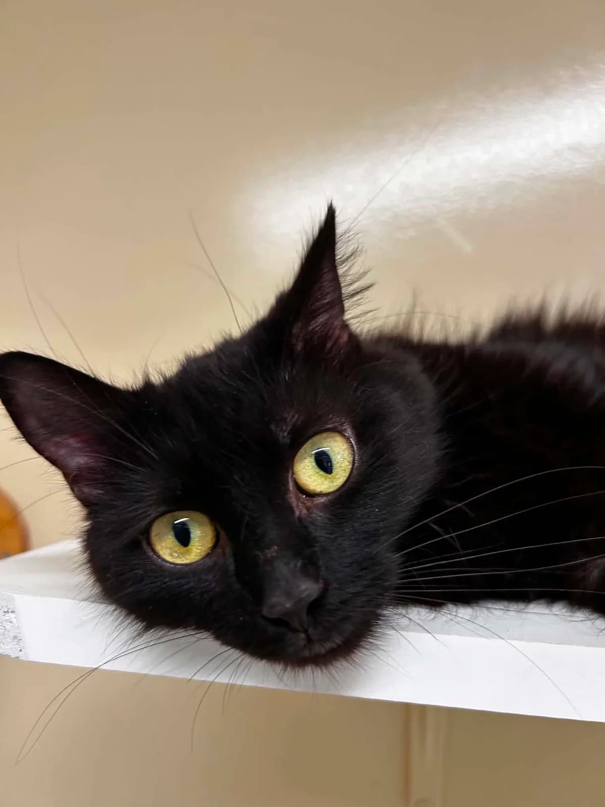 Zora, female senior European Shorthair for adoption at SRPA Veeweyde Brussels, Brussels
