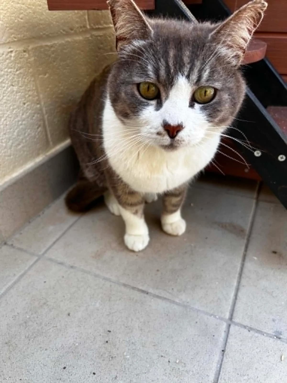 Grizou, male senior European Shorthair for adoption at SRPA Veeweyde Brussels, Brussels