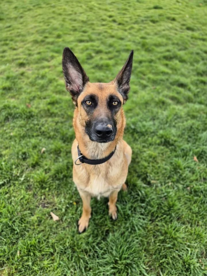 Nala, female 3yo Belgian Malinois for adoption at SRPA Veeweyde Brussels, Brussels