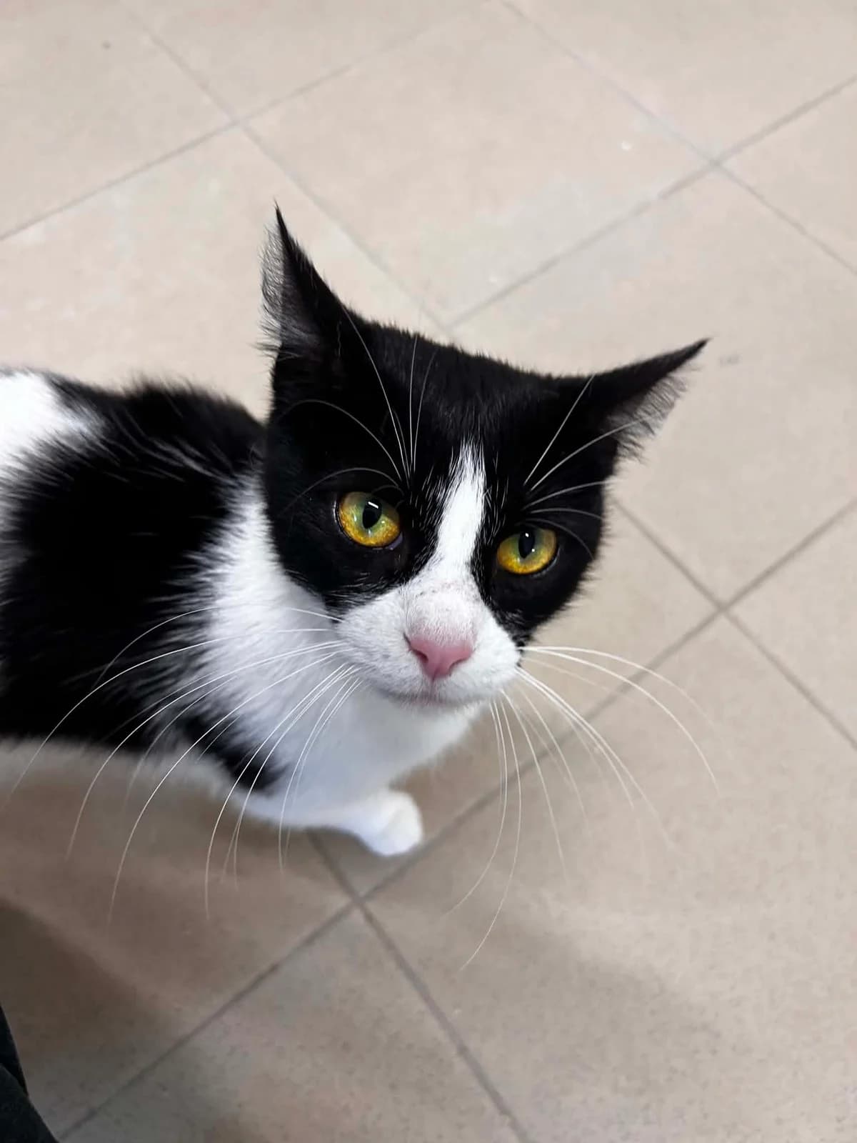 Nejma, female senior European Shorthair for adoption at SRPA Veeweyde Brussels, Brussels