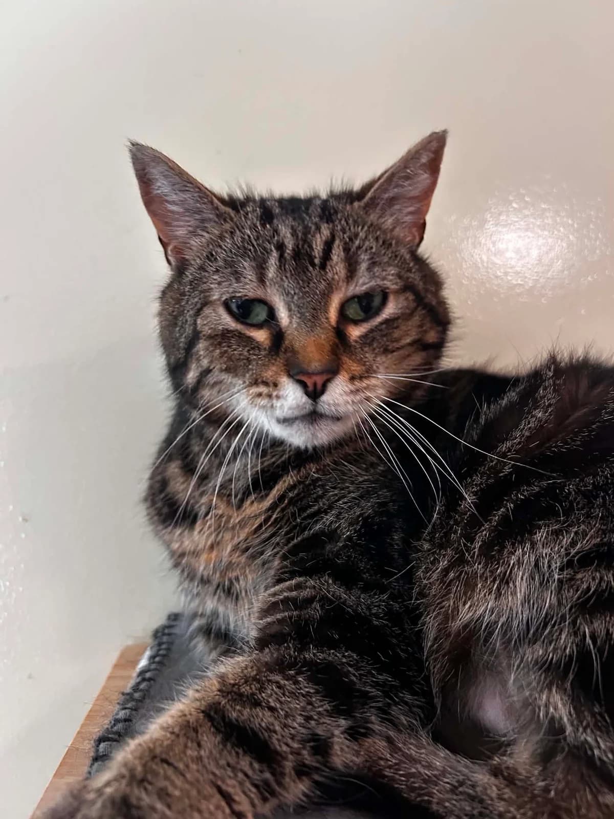 Kinta, female senior European Shorthair for adoption at SRPA Veeweyde Brussels, Brussels