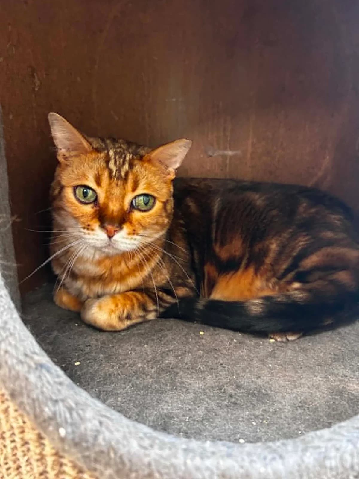 Te amore, male senior Bengal for adoption at SRPA Veeweyde Brussels, Brussels