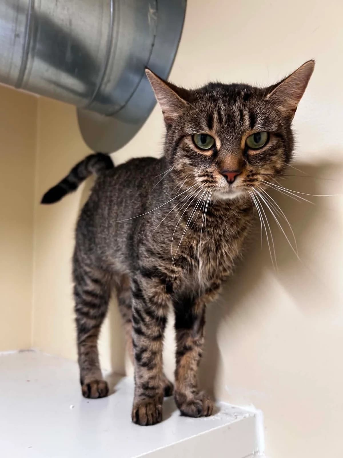 Nina, female senior European Shorthair for adoption at SRPA Veeweyde Brussels, Brussels