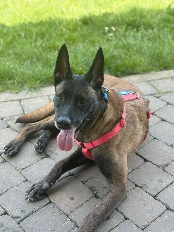 Adana, female 3yo Belgian Malinois for adoption at SRPA Veeweyde Brussels, Brussels