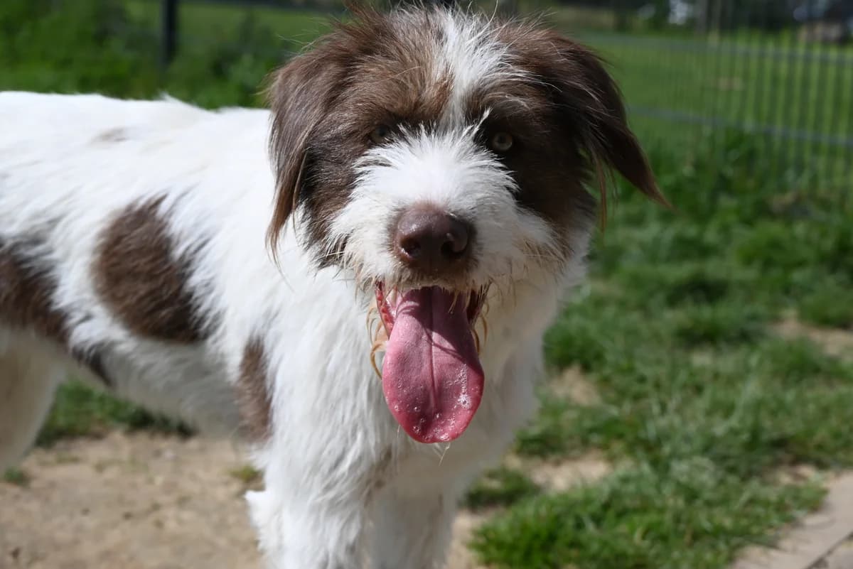 Fluff, female 3yo mixed breed for adoption at SRPA Veeweyde Brussels, Brussels