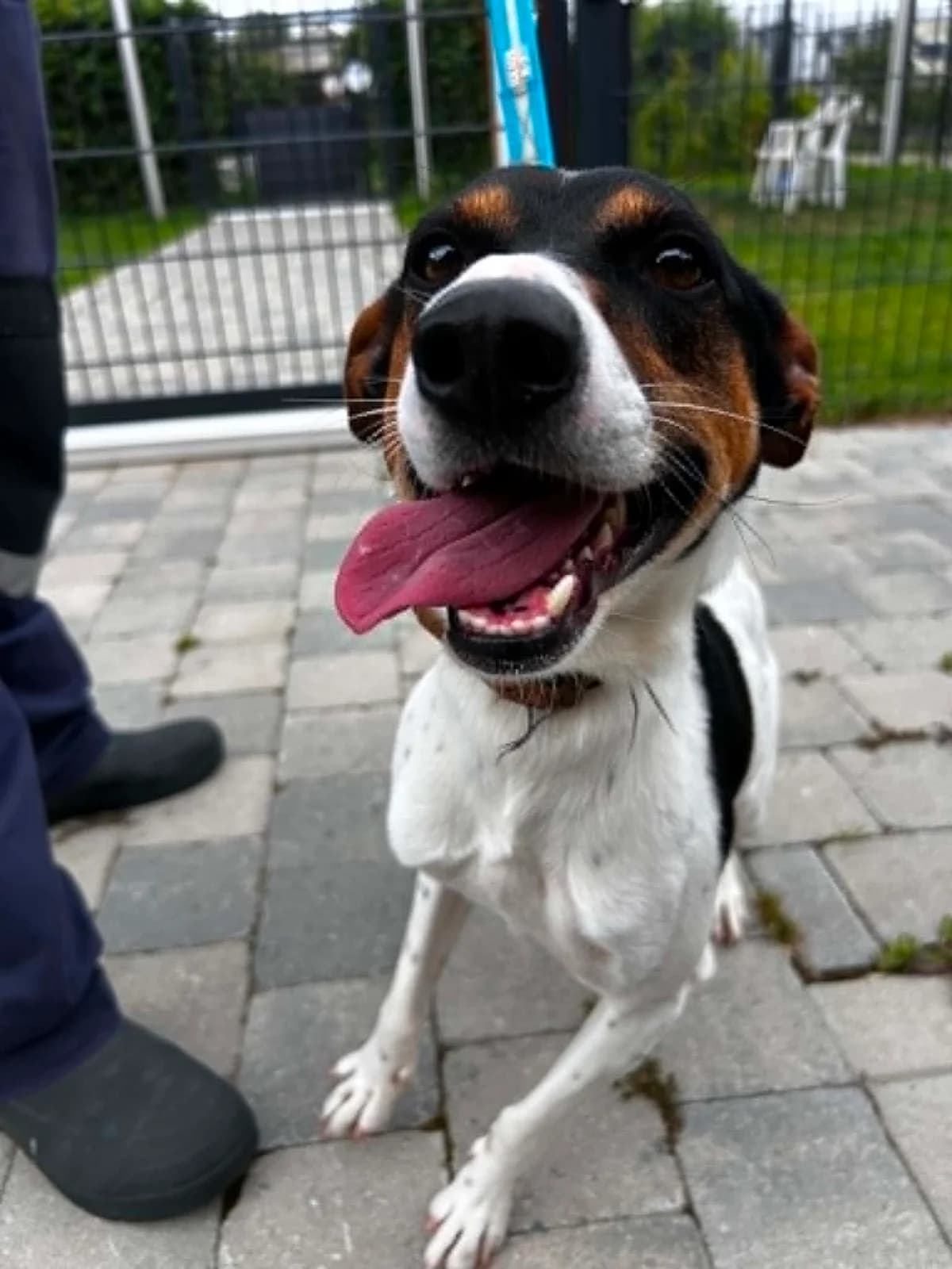 Blacky, male young mixed breed for adoption at SRPA Veeweyde Brussels, Brussels