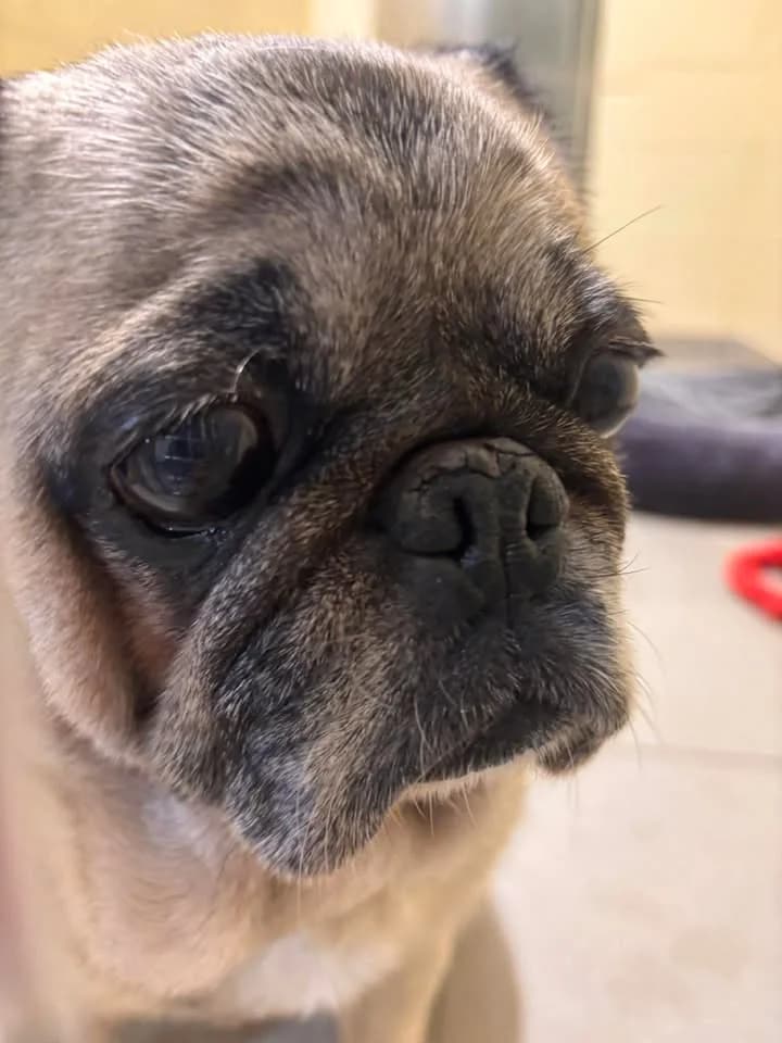 Fifille, female 3yo Pug for adoption at SRPA Veeweyde Brussels, Brussels