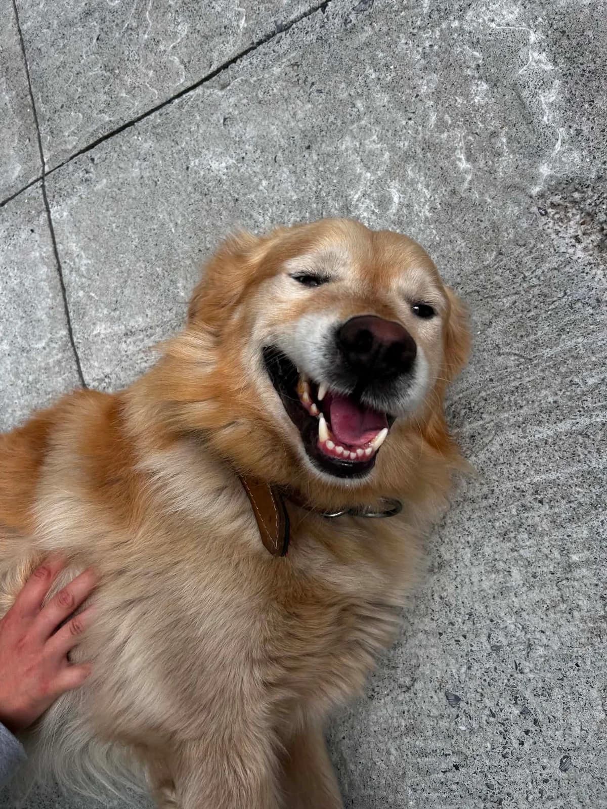 Atlas, male 5yo Golden Retriever for adoption at SRPA Veeweyde Brussels, Brussels