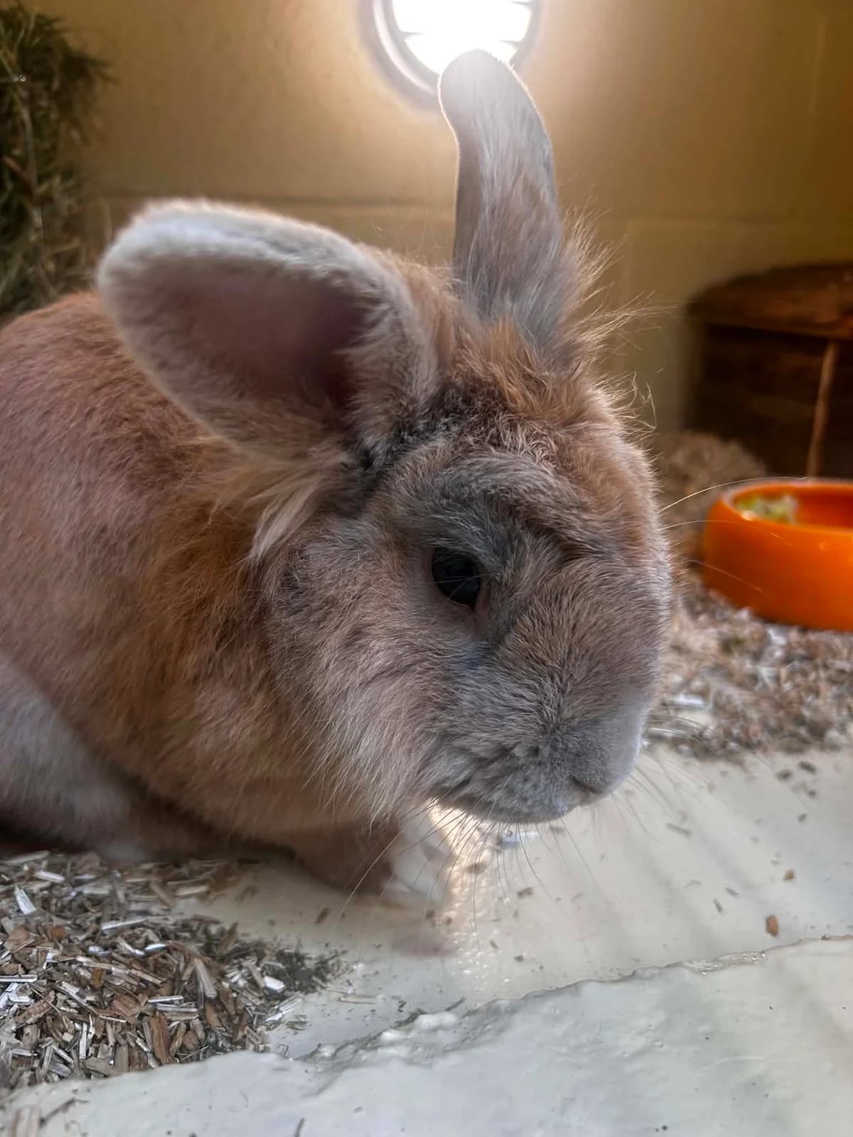 Lapinou, male mixed breed for adoption at SRPA Veeweyde Brussels, Brussels