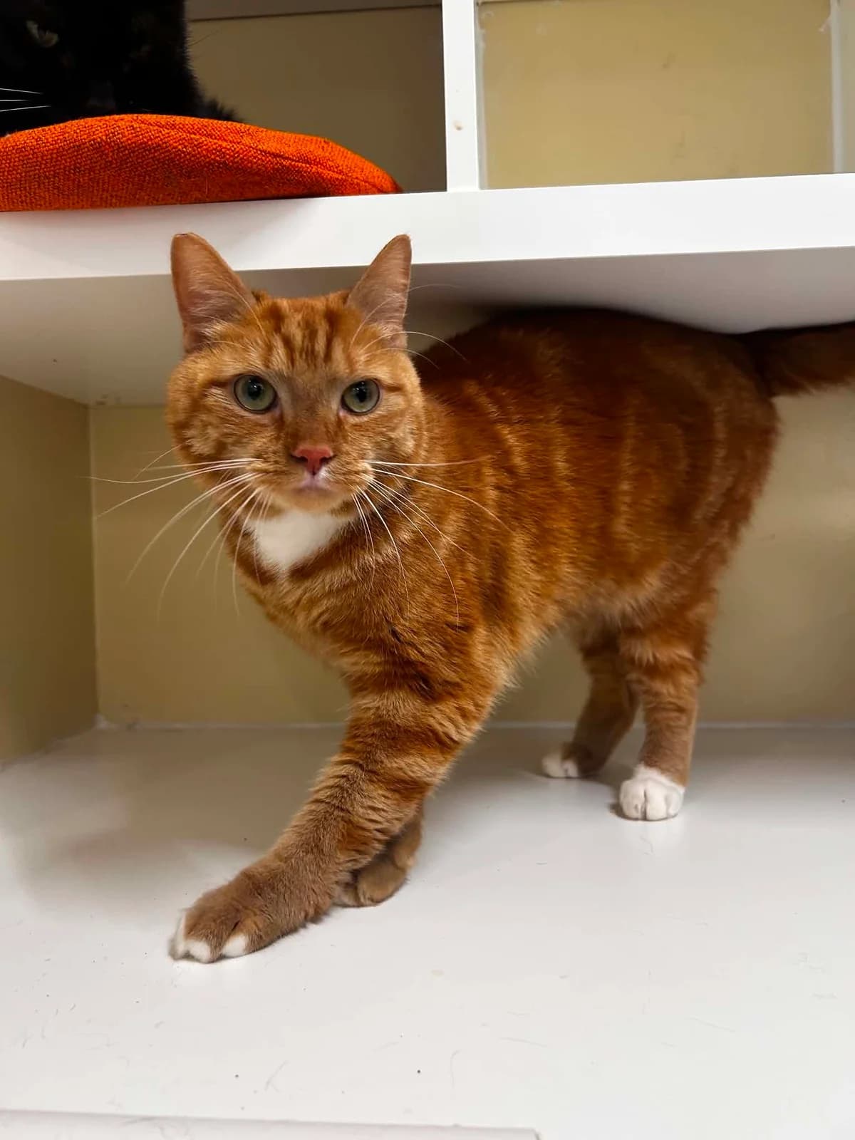Pitchos, male 3yo European Shorthair for adoption at SRPA Veeweyde Brussels, Brussels