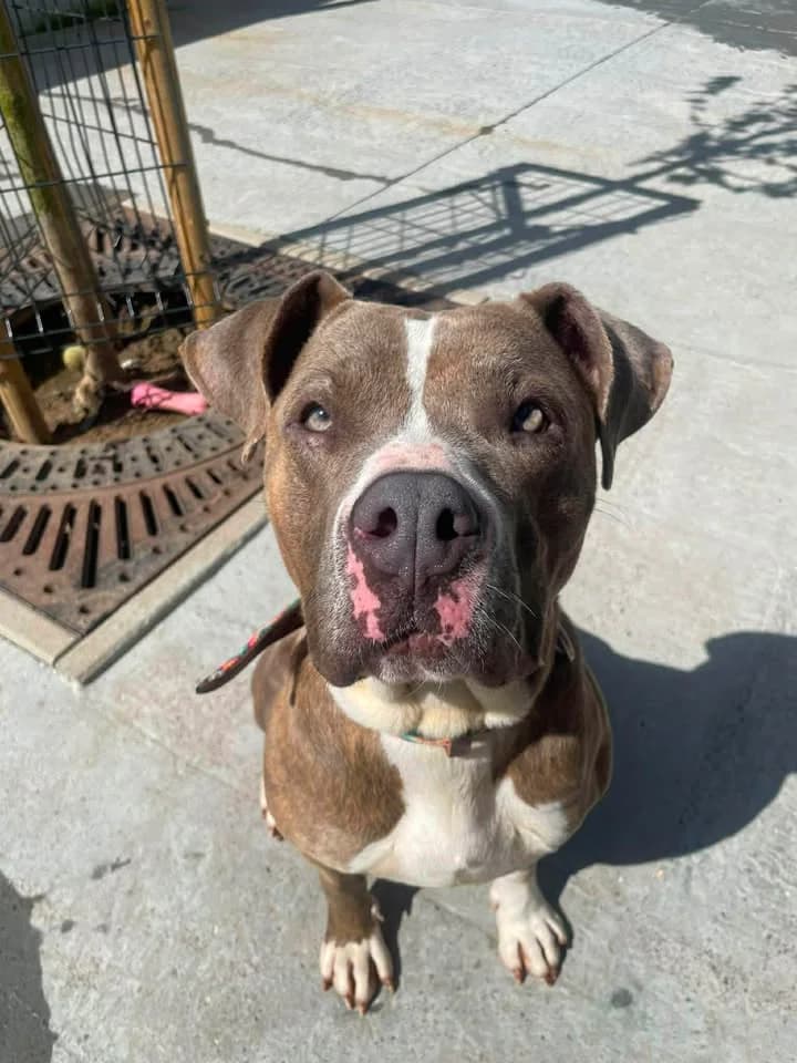 Pomme, female 3yo American Staffordshire Terrier for adoption at SRPA Veeweyde Brussels, Brussels