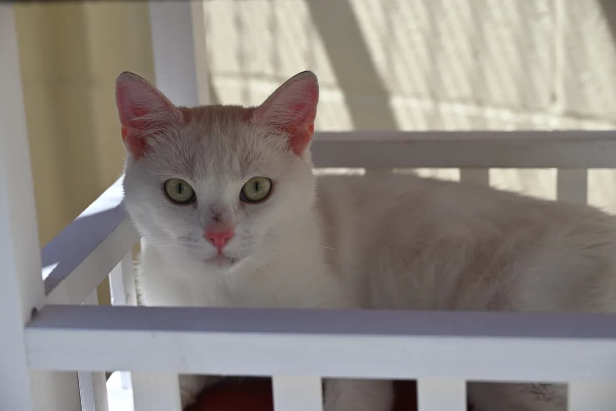 Siroco, male puppy European Shorthair for adoption at SRPA Veeweyde Brussels, Brussels