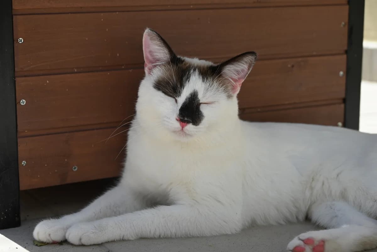 Yuki, male young Mixed Breed for adoption at SRPA Veeweyde Brussels, Brussels