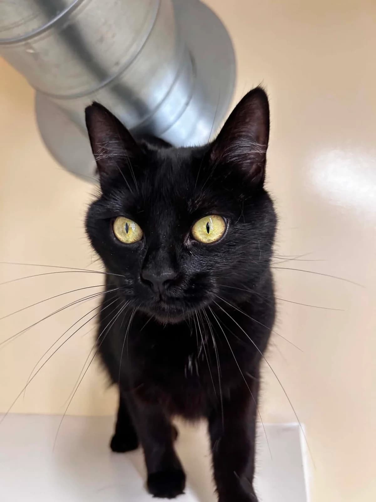 Ellie, female senior European Shorthair for adoption at SRPA Veeweyde Brussels, Brussels
