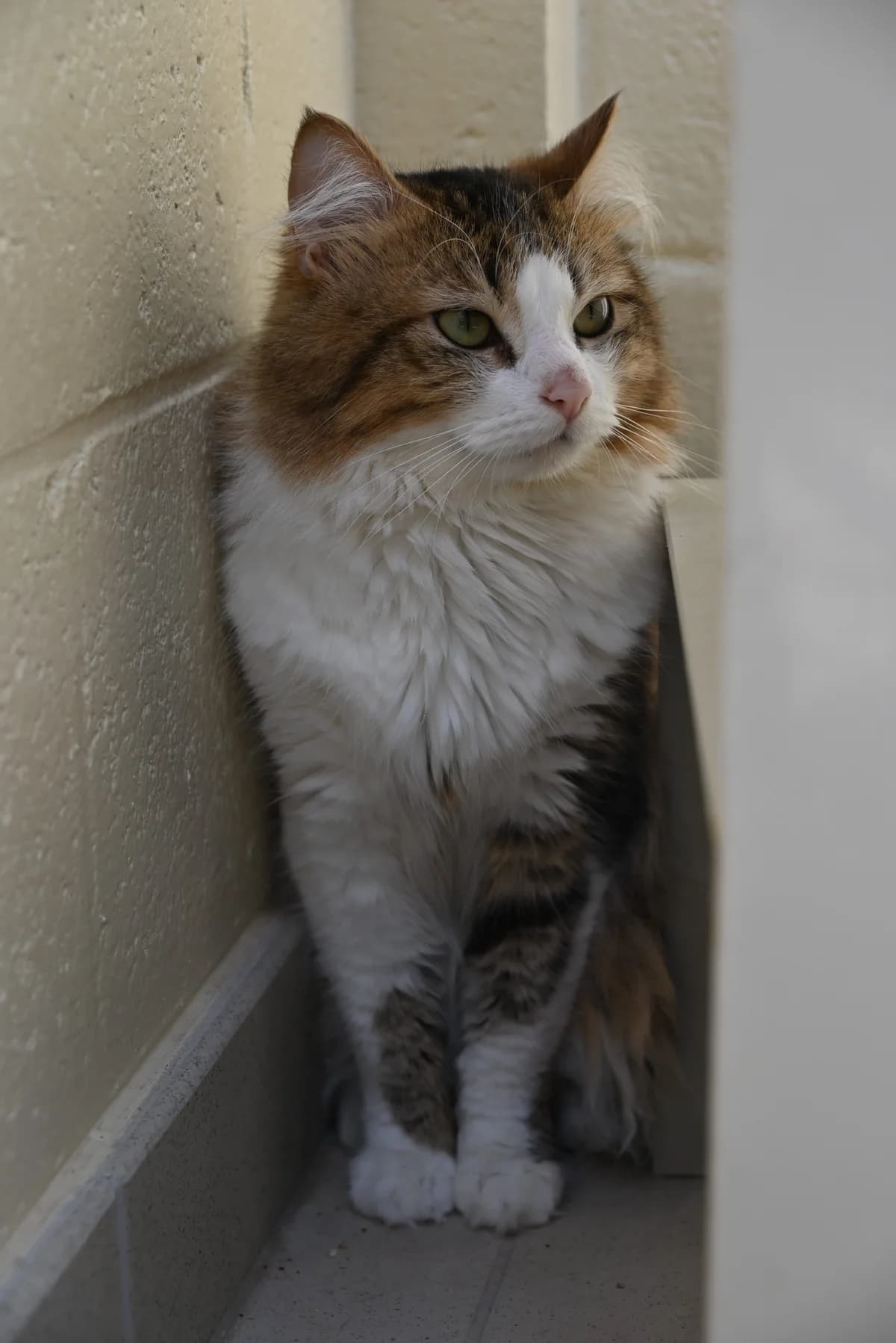 Fidel, male young European Shorthair for adoption at SRPA Veeweyde Brussels, Brussels