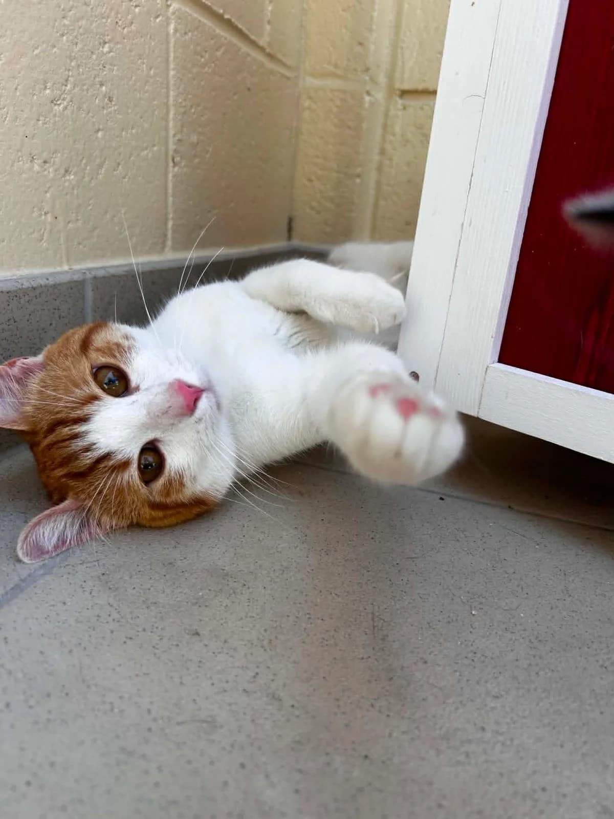 Harry, male young European Shorthair for adoption at SRPA Veeweyde Brussels, Brussels