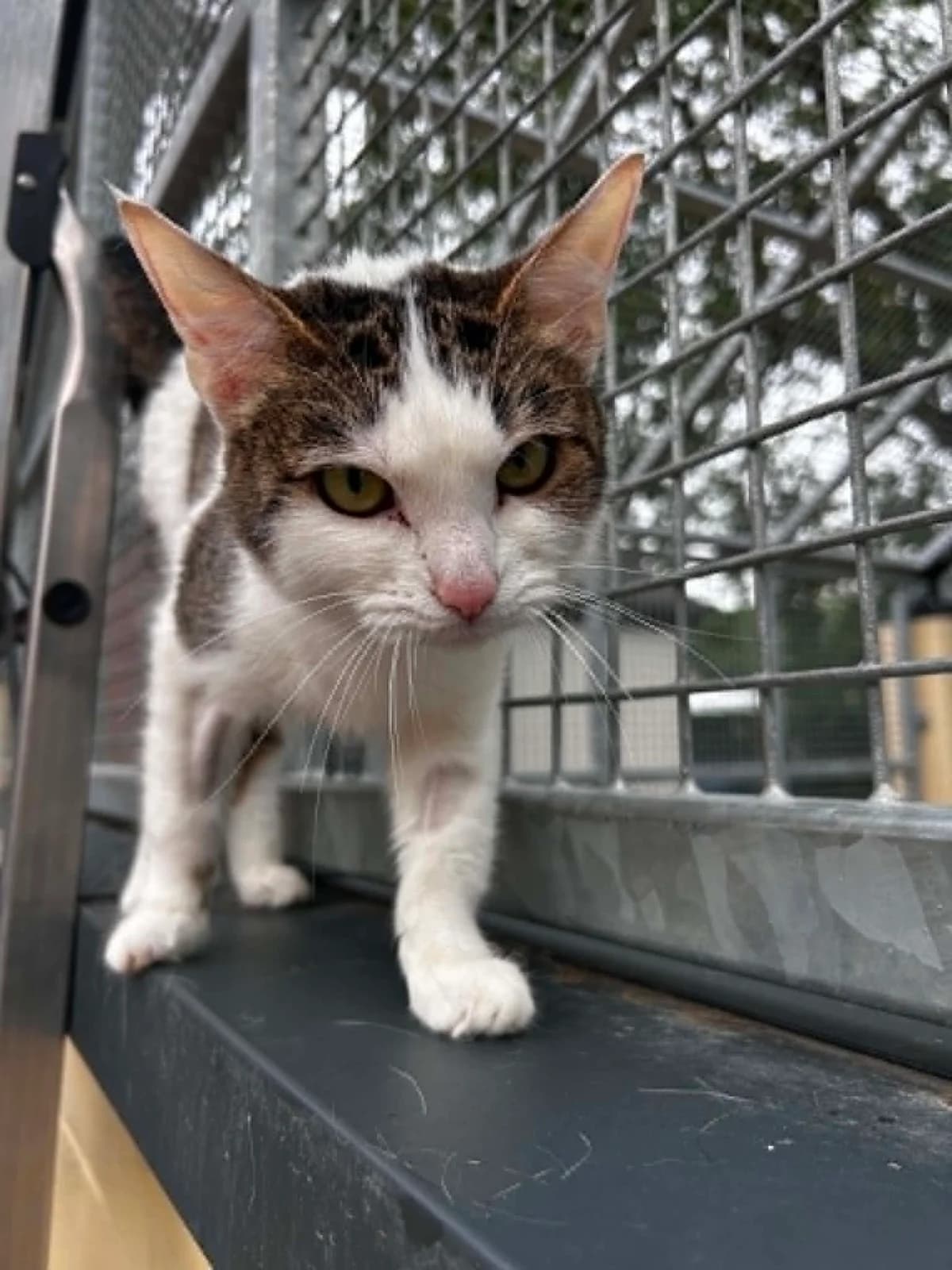 Badem, female senior European Shorthair for adoption at SRPA Veeweyde Brussels, Brussels